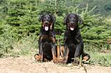 BEAUCERON - PUPPIES 108